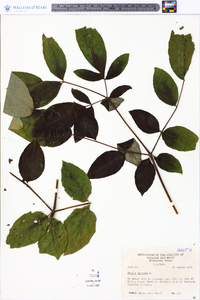 Aralia spinosa image