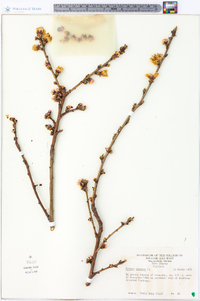 Prunus persica image