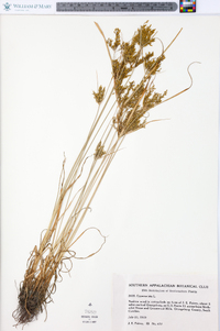 Cyperus iria image