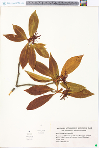 Illicium floridanum image