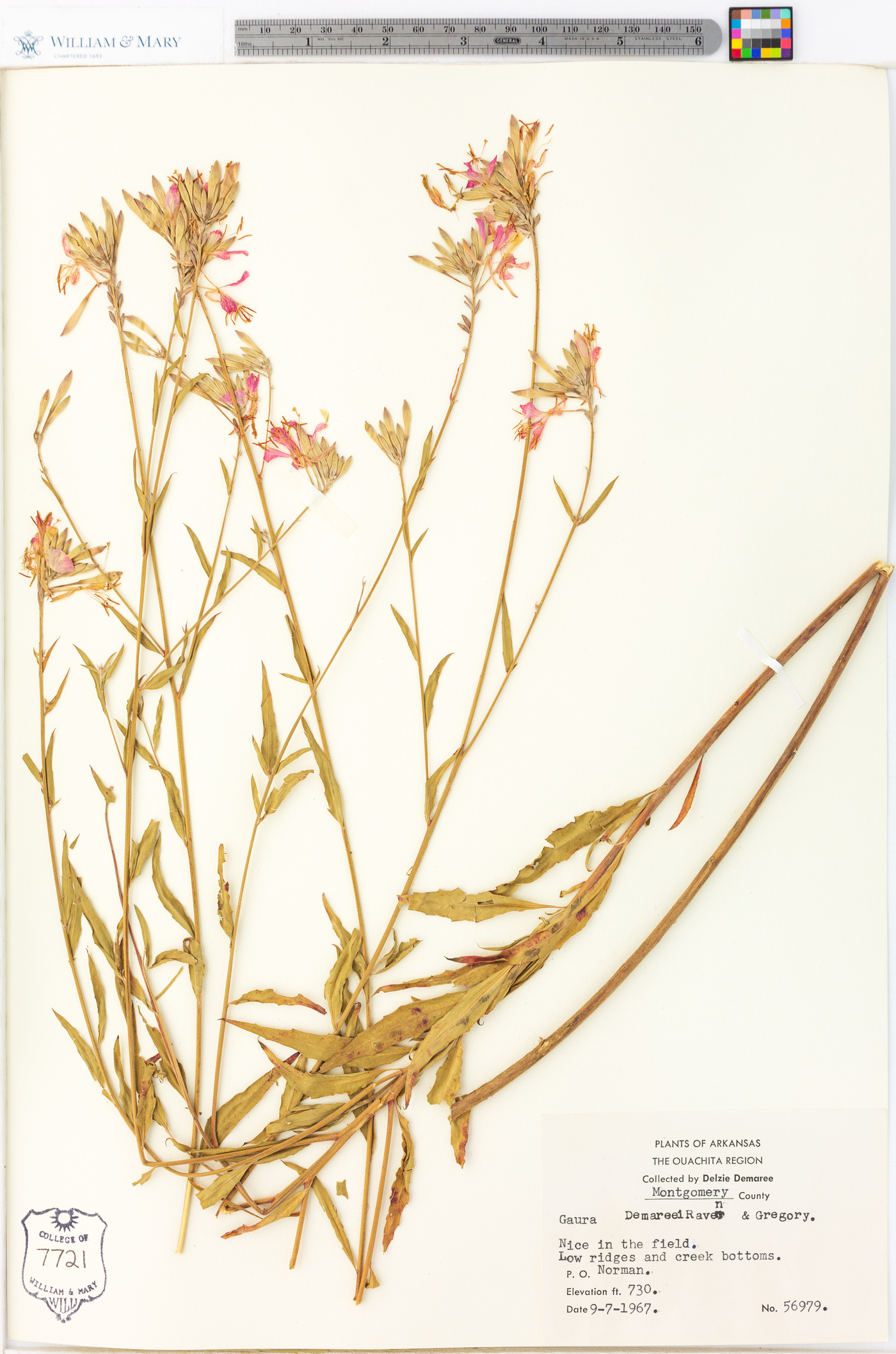 Oenothera demareei image
