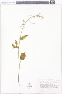 Cardamine bulbosa image