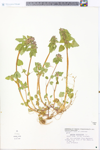 Lamium purpureum image