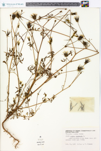 Bidens bipinnata image