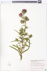 Liatris squarrosa image