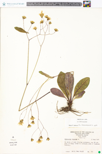 Hieracium venosum image