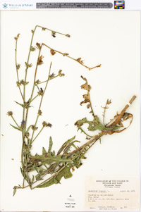 Cichorium intybus image