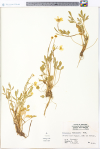 Ranunculus fascicularis image