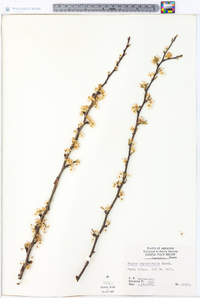 Prunus angustifolia image