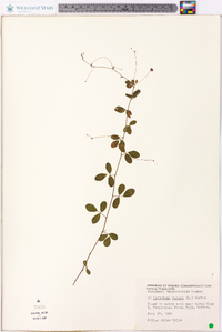 Lespedeza repens image