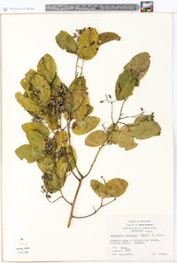 Berchemia scandens image