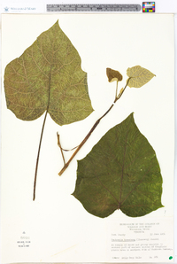 Paulownia tomentosa image