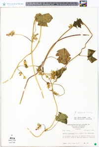 Ipomoea hederacea image