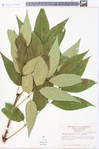 Fraxinus americana var. americana image