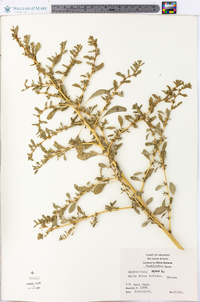 Amaranthus albus image