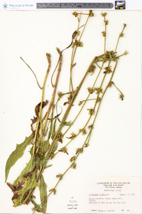 Cichorium intybus image