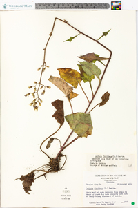 Lactuca floridana image