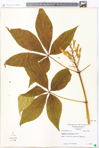 Aesculus sylvatica image