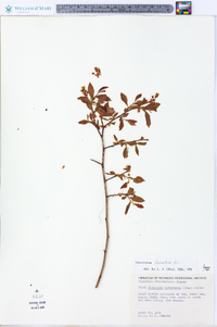 Vaccinium fuscatum image