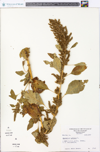 Amaranthus hybridus image