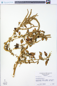 Amaranthus spinosus image