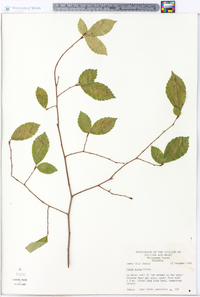 Ulmus alata image