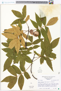 Carya pallida image