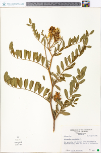 Astragalus canadensis image