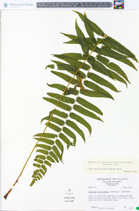 Athyrium pycnocarpon image