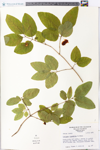 Lonicera canadensis image