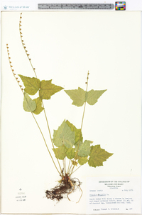 Mitella diphylla image