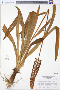 Amianthium muscitoxicum image