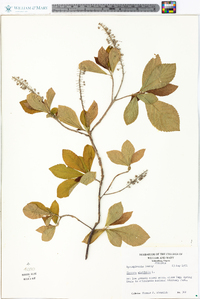 Clethra alnifolia image