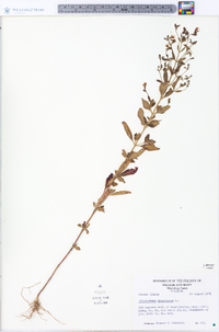 Trichostema dichotomum image