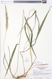 Calamagrostis porteri image