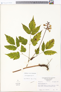 Actaea pachypoda image