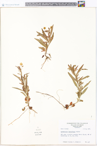 Lysimachia lanceolata image