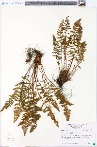 Woodsia ilvensis image