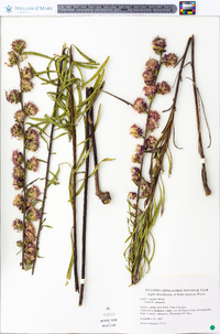 Liatris aspera image