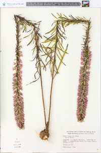 Liatris elegans image