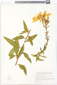 Oenothera grandiflora image