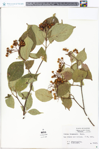 Cornus drummondii image