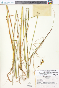 Sorghastrum elliottii image