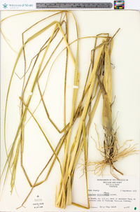 Spartina alterniflora image