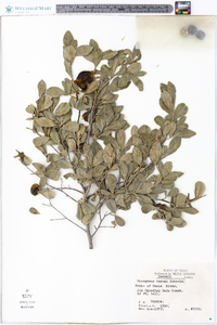 Diospyros texana image