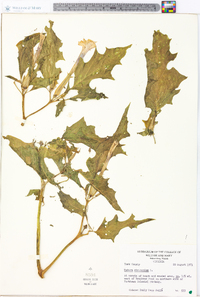 Datura stramonium image