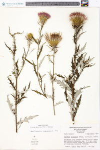 Cirsium discolor image