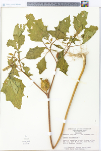 Datura stramonium image