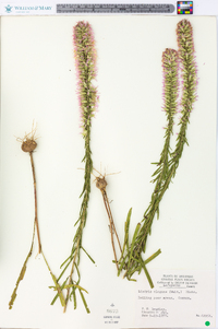 Liatris elegans image