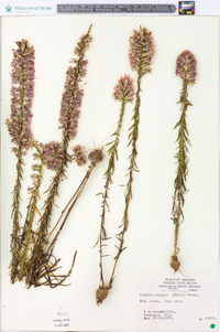 Liatris elegans image